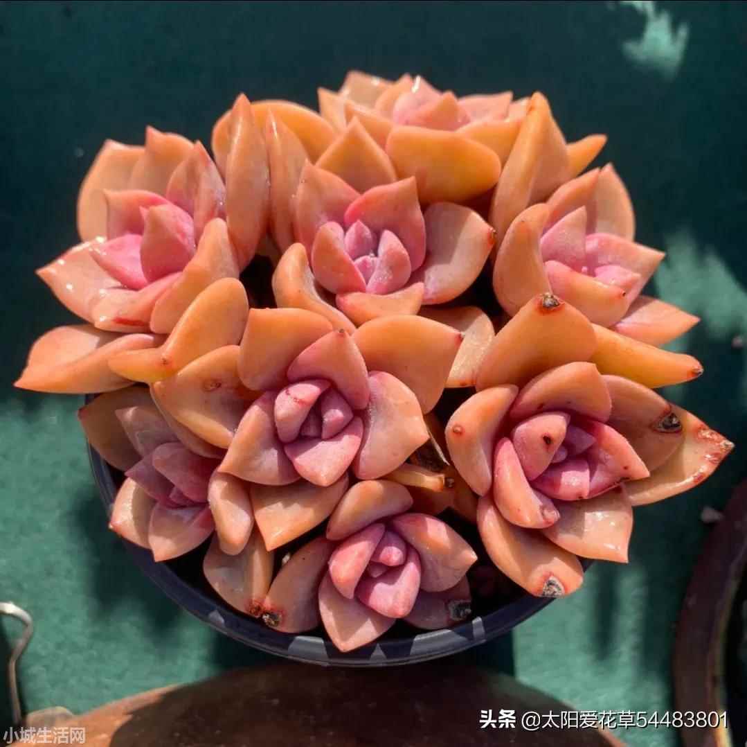 彩虹糖多肉怎么养详细介绍