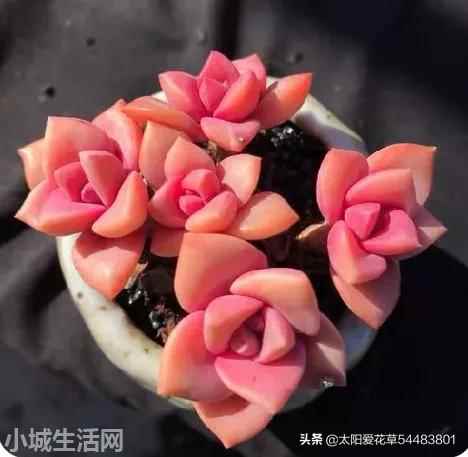 彩虹糖多肉怎么养详细介绍