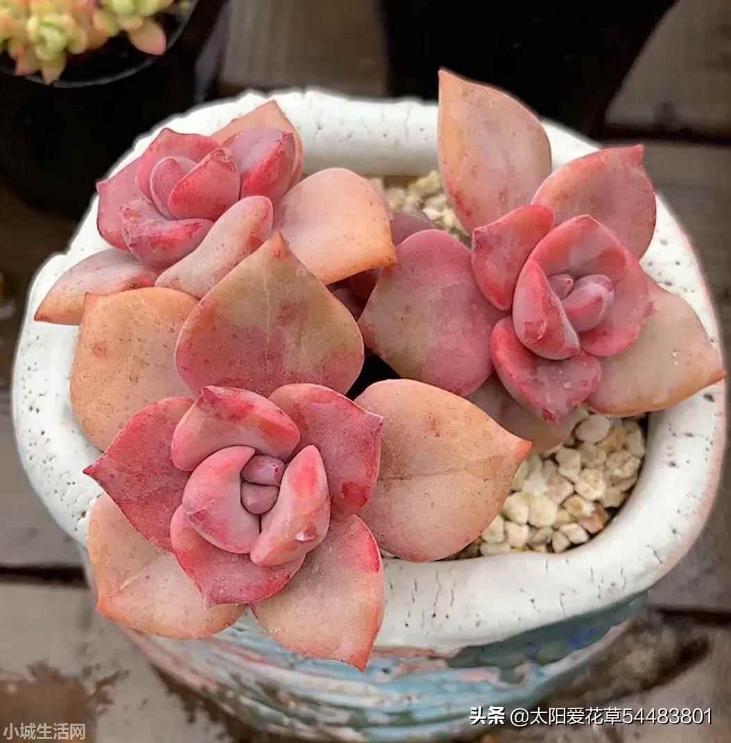 彩虹糖多肉怎么养详细介绍