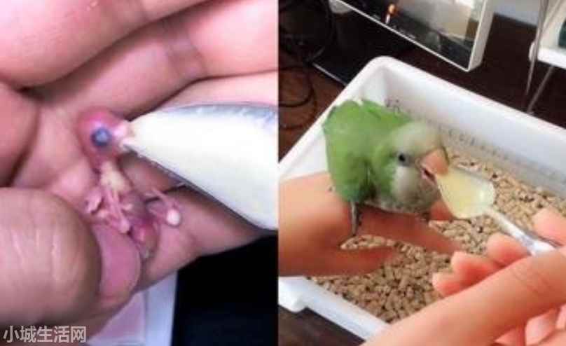 虎皮鹦鹉幼鸟怎么养比较好