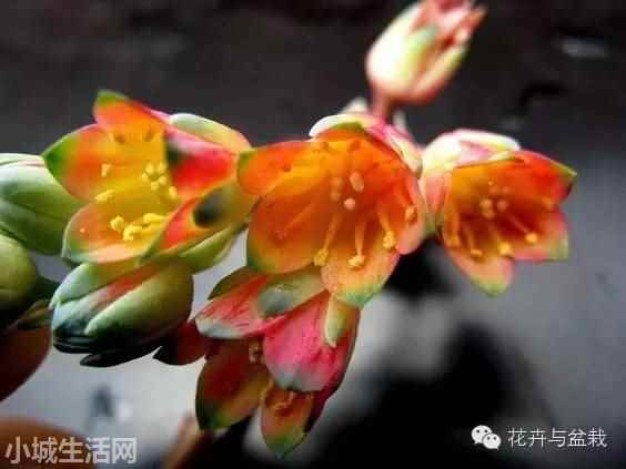 多肉千代田之松怎么养经验分享