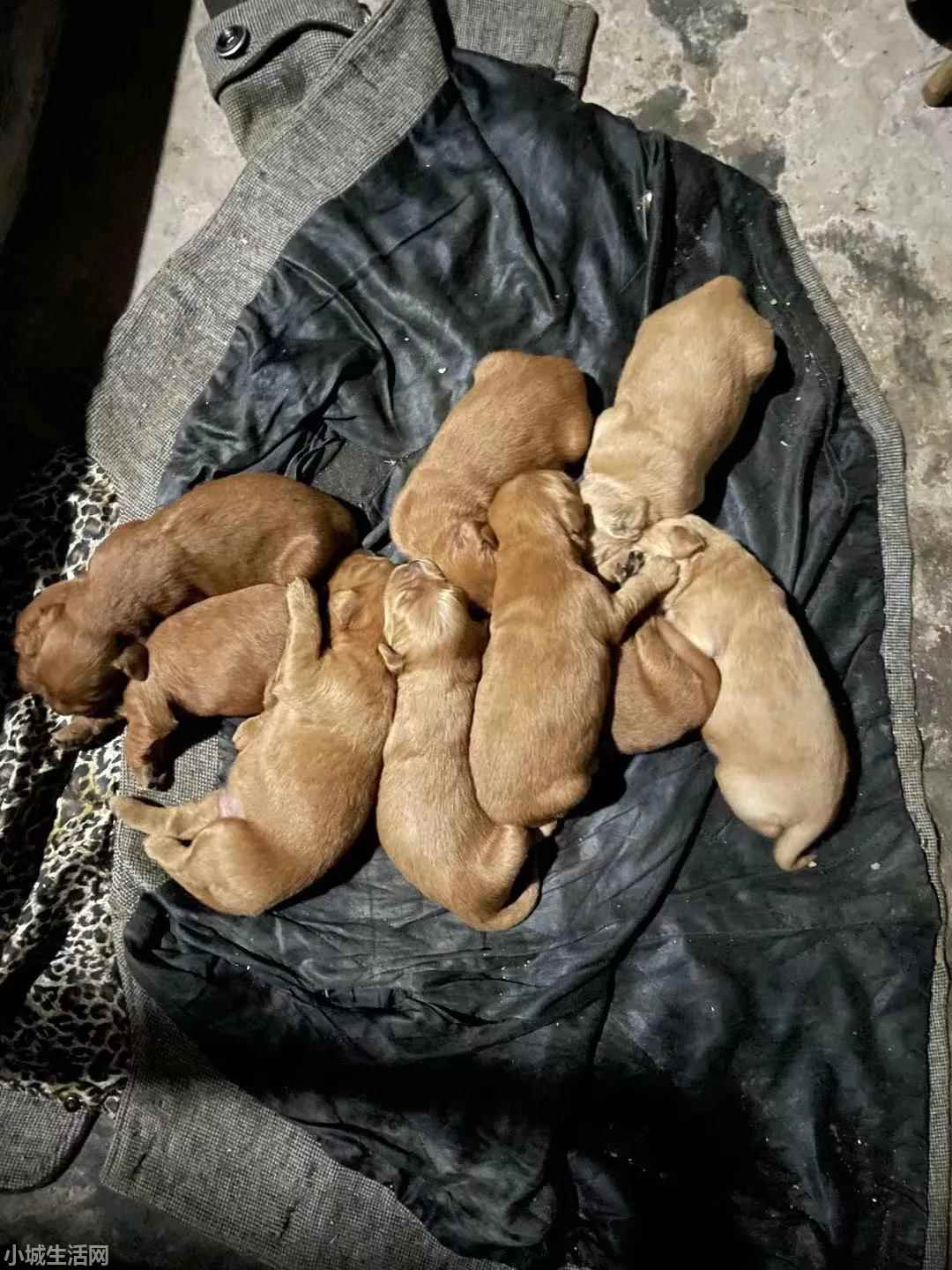 刚出生的狗宝宝怎么养经验分享