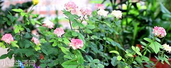 袖珍月季花怎么养详细介绍
