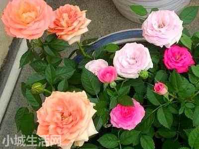 袖珍月季花怎么养详细介绍