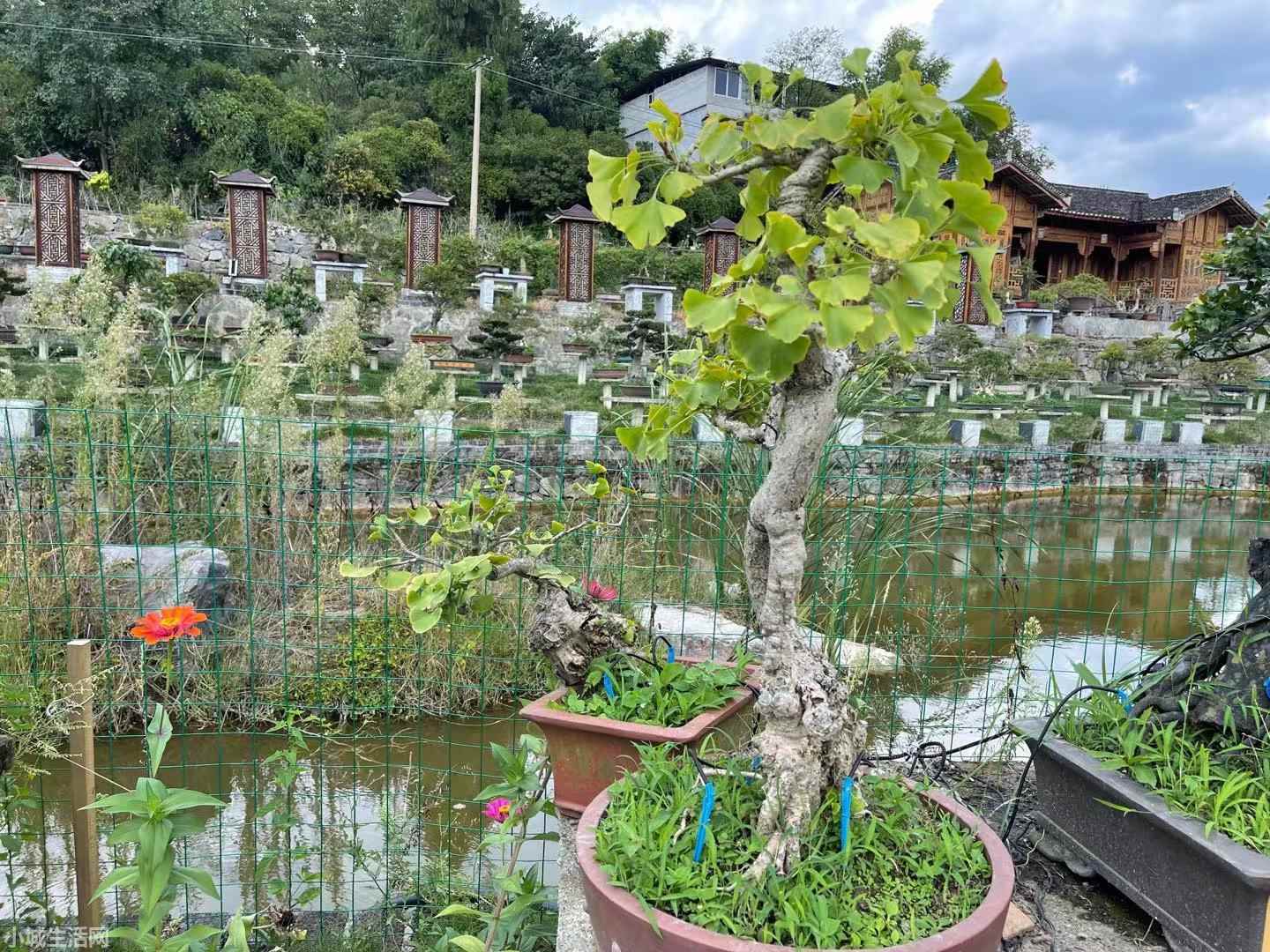 银杏树盆景怎么养比较好