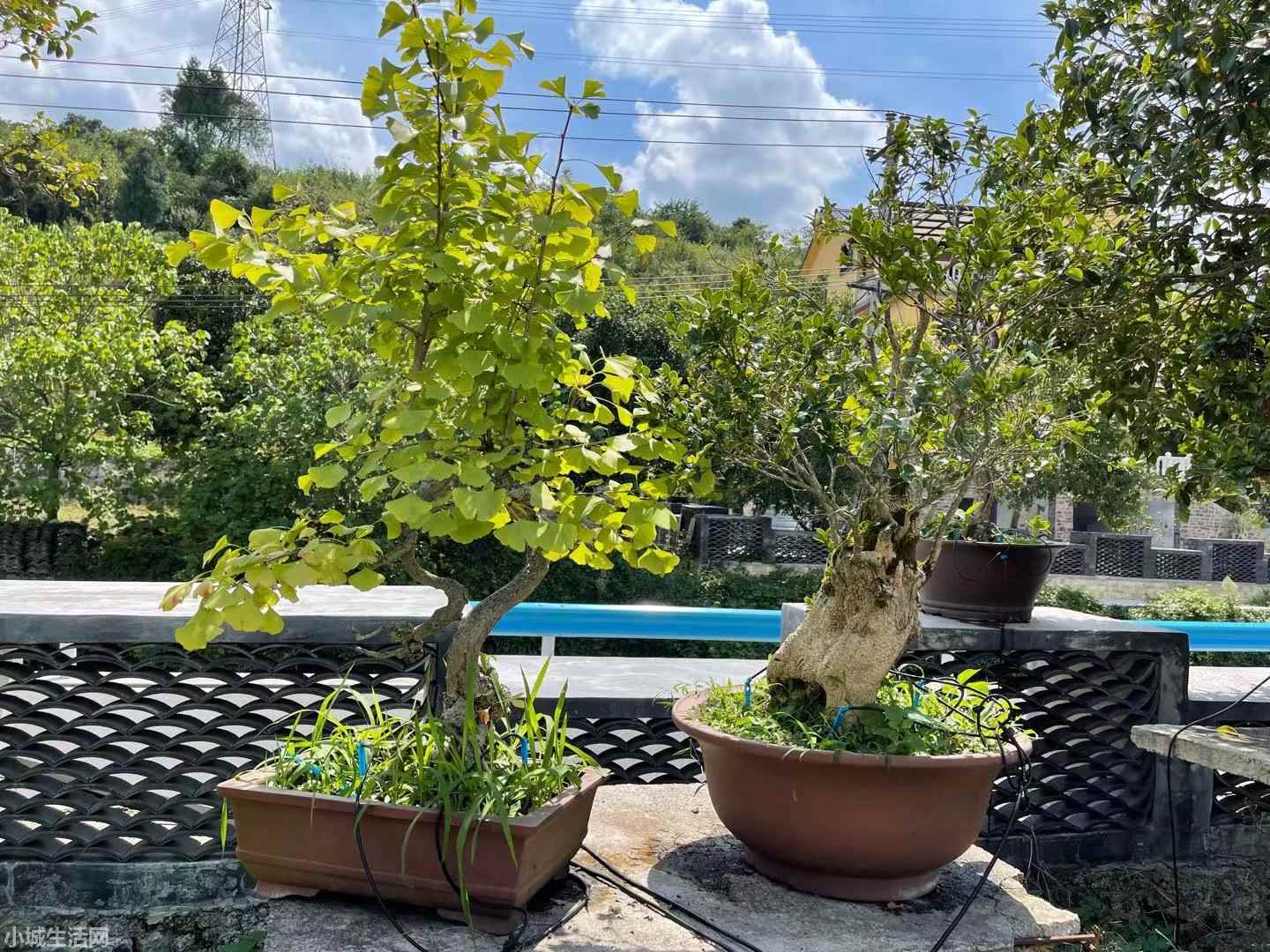 银杏树盆景怎么养比较好