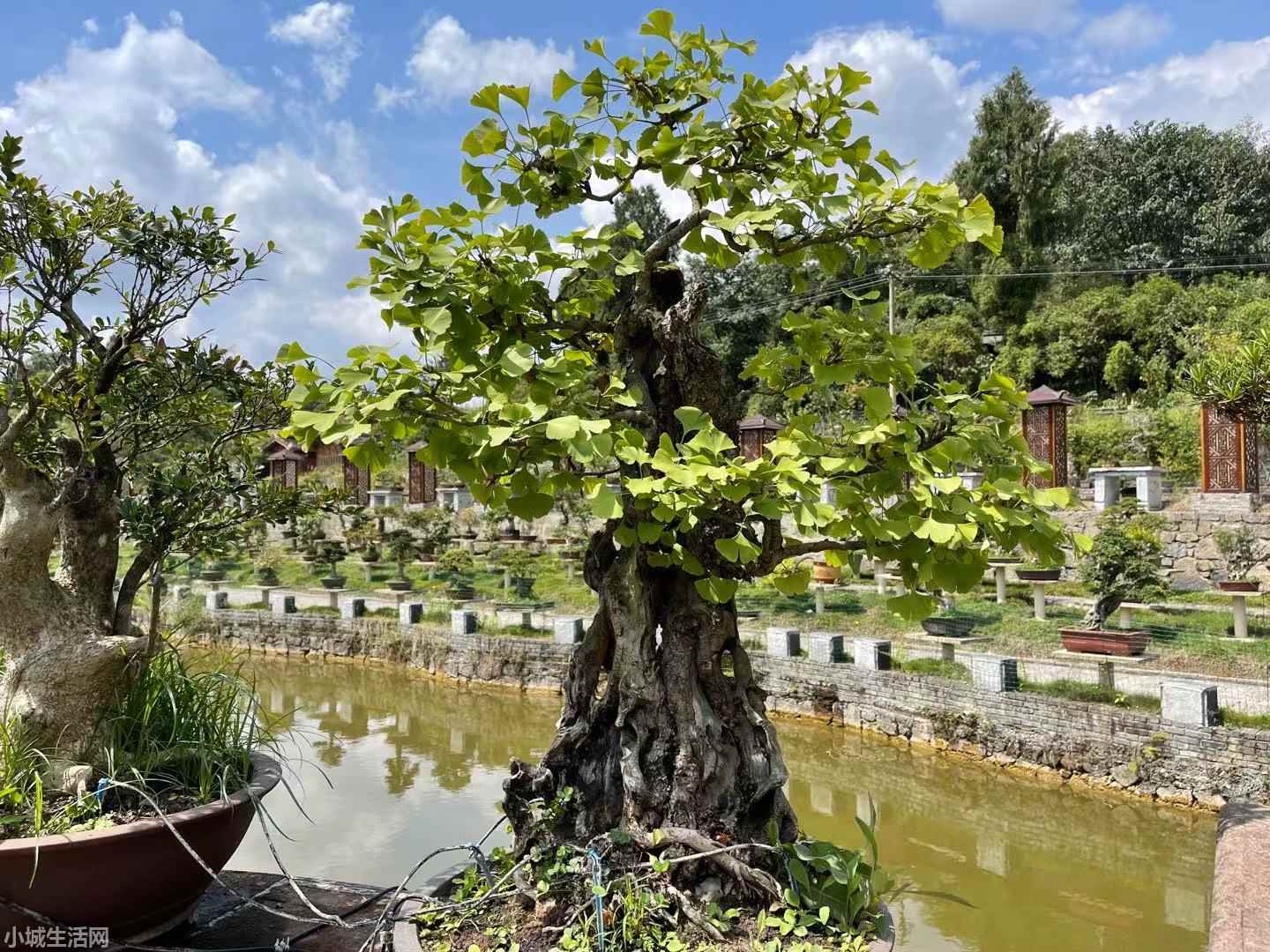 银杏树盆景怎么养比较好