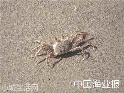 红线黎明蟹怎么养小技巧
