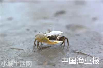 红线黎明蟹怎么养小技巧