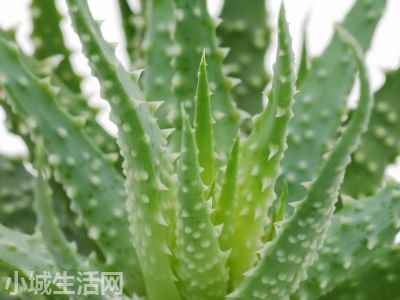 ?库拉索芦荟在家怎么养详细介绍