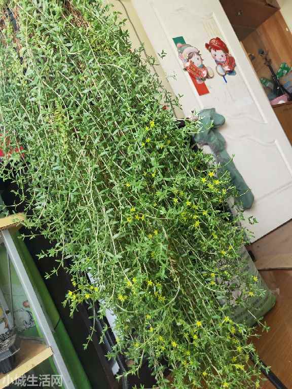 垂盆草在室内怎么养最佳