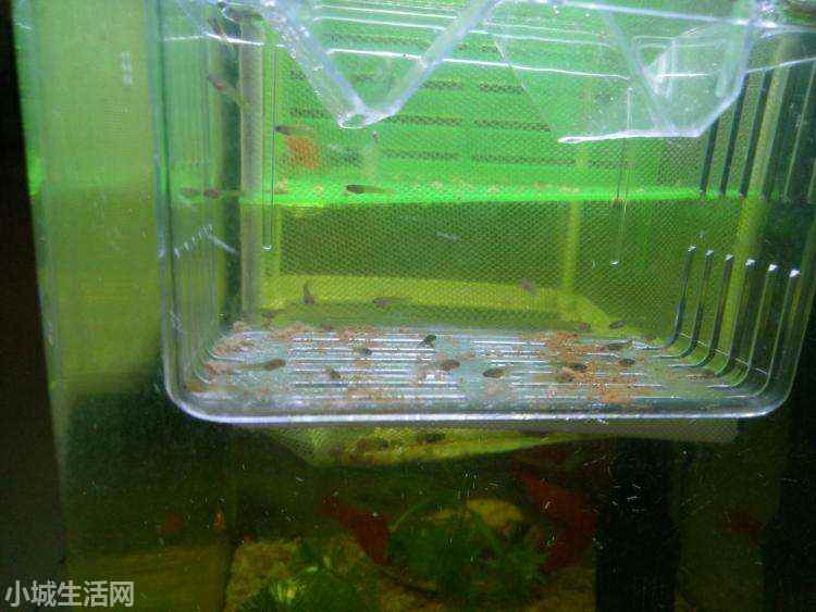 鱼下崽的小鱼怎么养新手必看