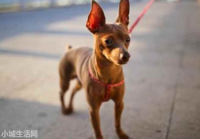 一个月的小鹿犬怎么养需要注意什么