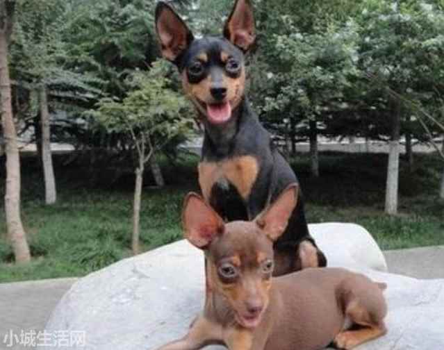 一个月的小鹿犬怎么养需要注意什么