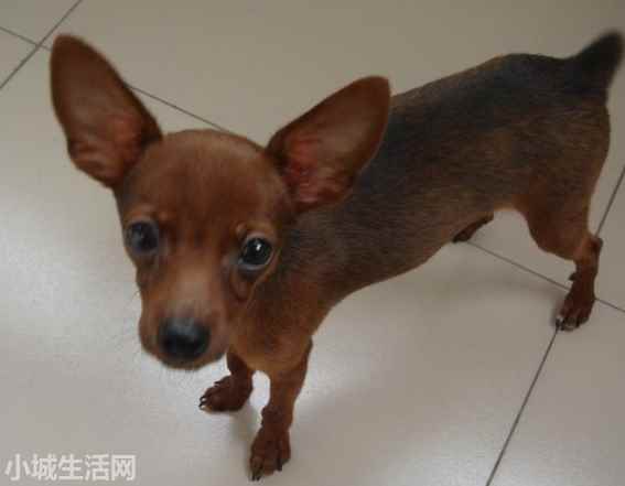 一个月的小鹿犬怎么养需要注意什么