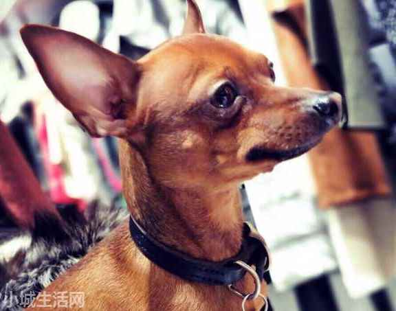 一个月的小鹿犬怎么养需要注意什么