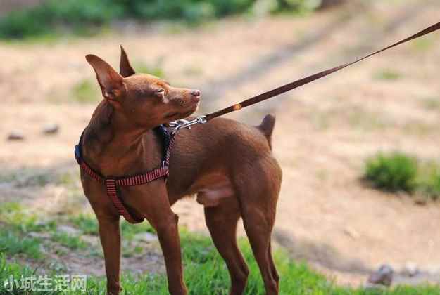 一个月的小鹿犬怎么养需要注意什么