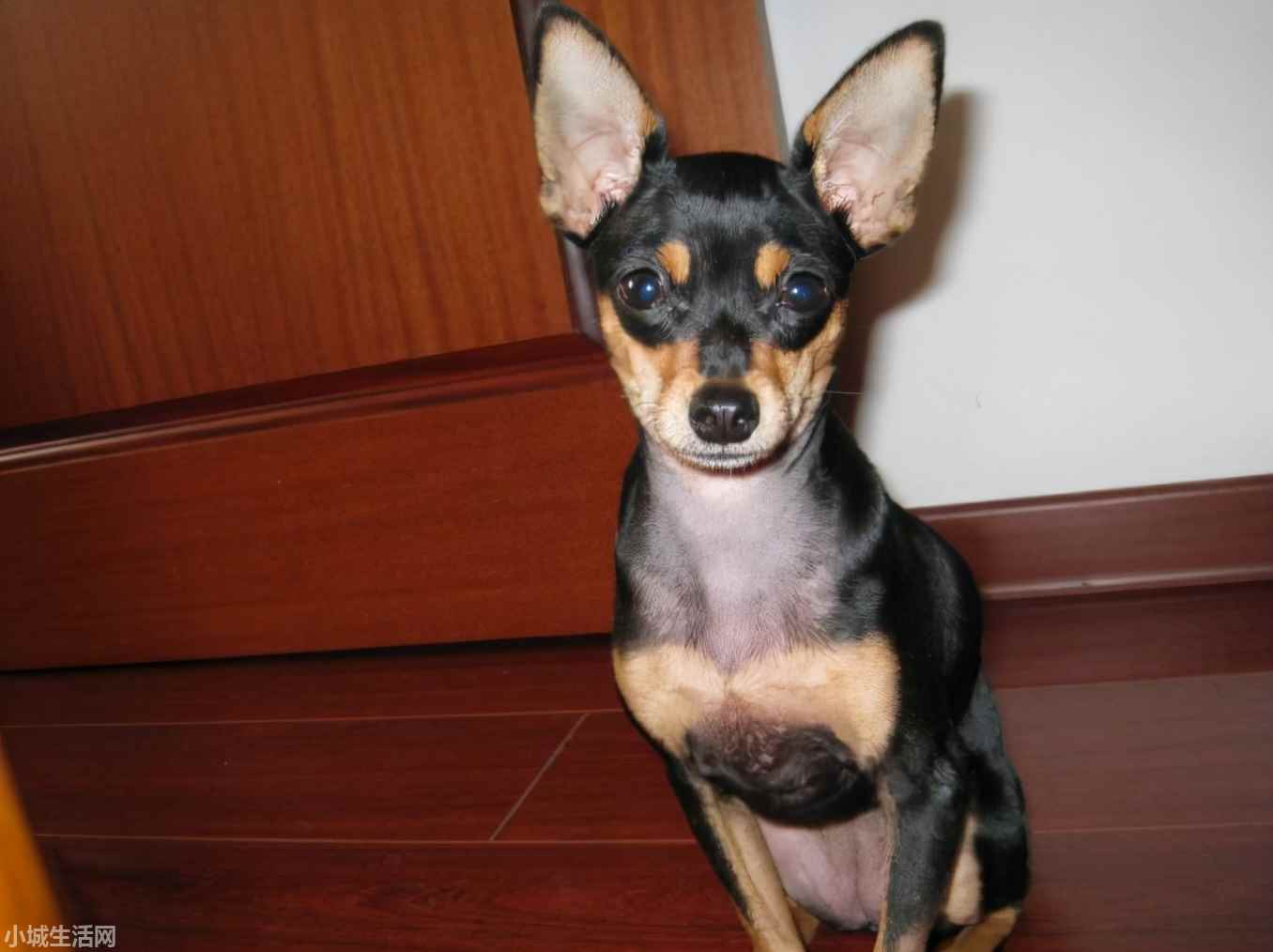 一个月的小鹿犬怎么养需要注意什么