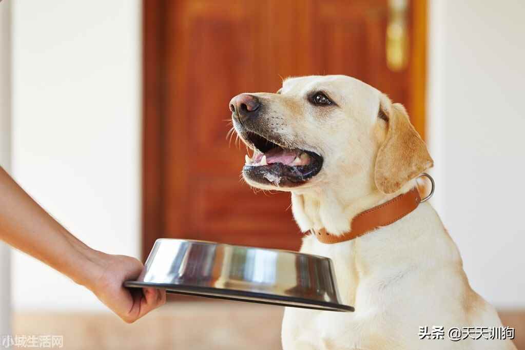 柯基幼犬到新家怎么养正确方法