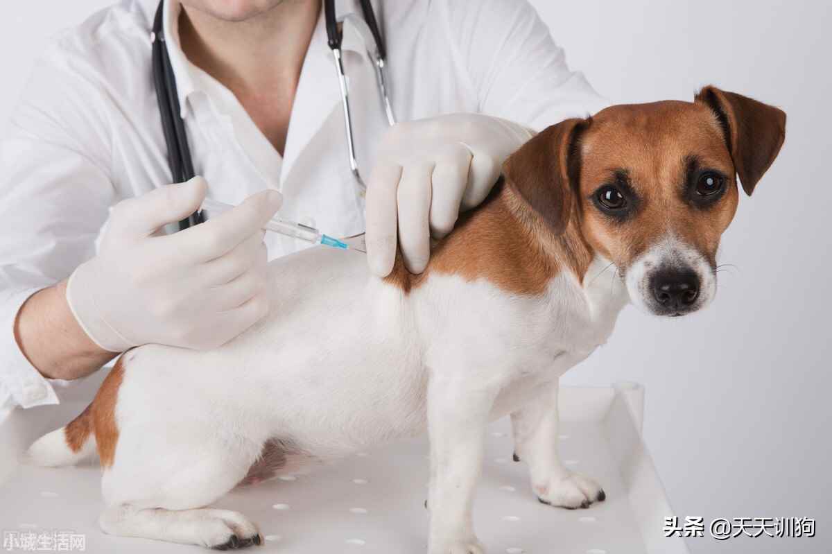 柯基幼犬到新家怎么养正确方法