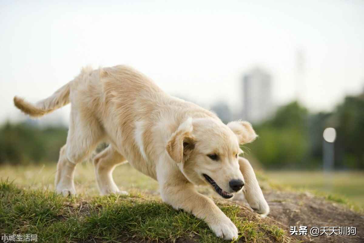 柯基幼犬到新家怎么养正确方法