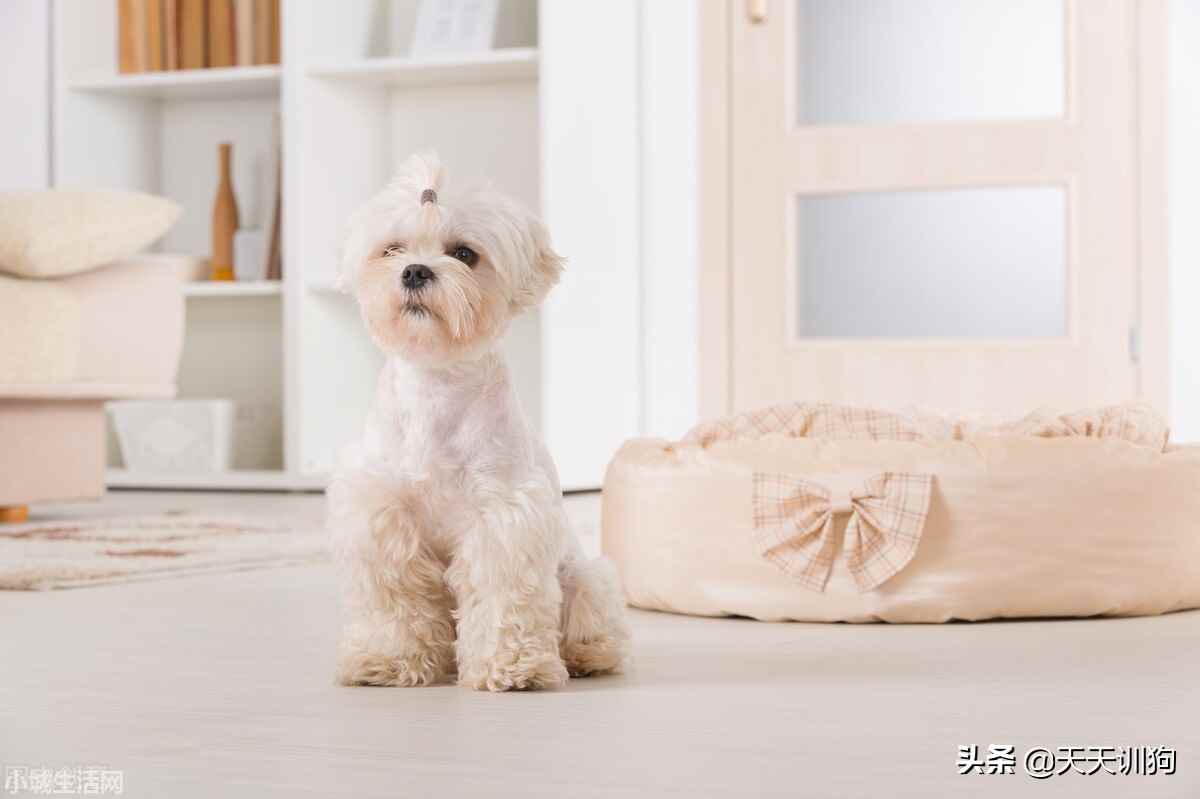 柯基幼犬到新家怎么养正确方法