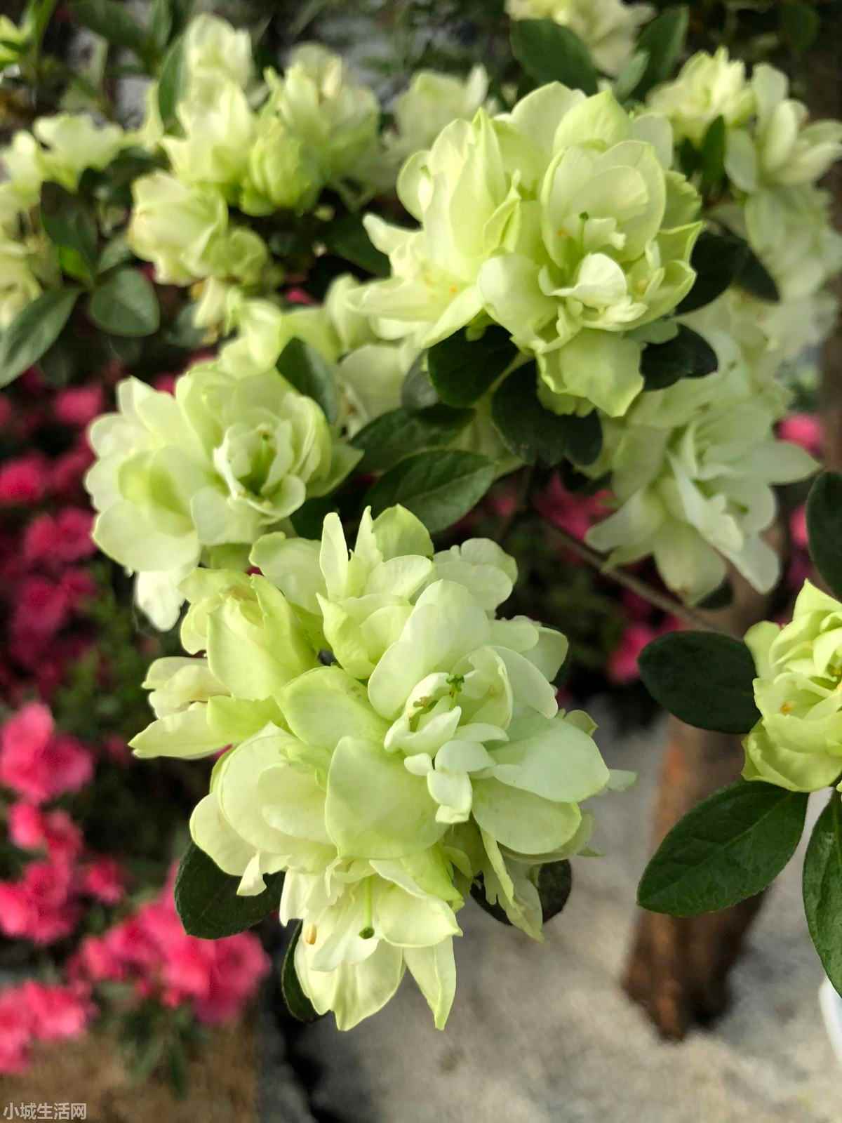 干柴烈火杜鹃花怎么养正确方法