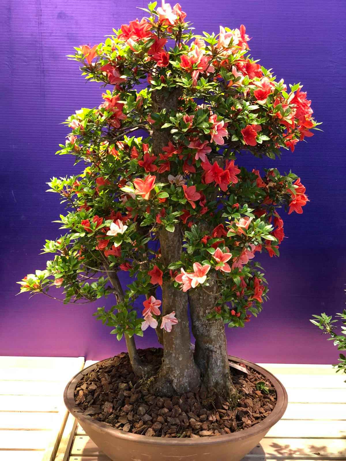 干柴烈火杜鹃花怎么养正确方法