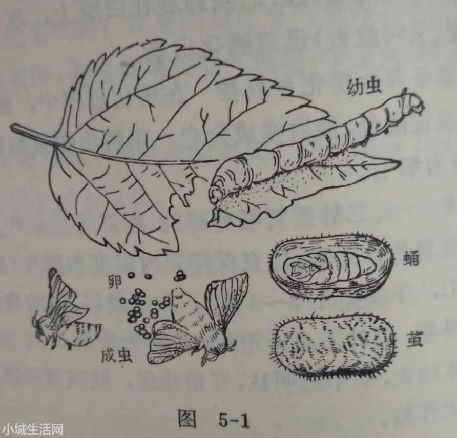 刚孵化出来的蚕怎么养小技巧