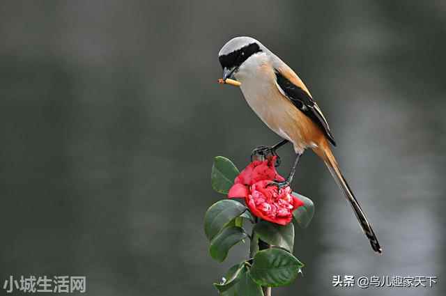 ?红尾伯劳雏鸟怎么养需要注意什么