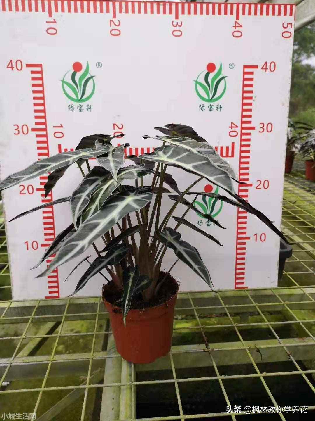 小仙女绿植怎么养忌讳什么