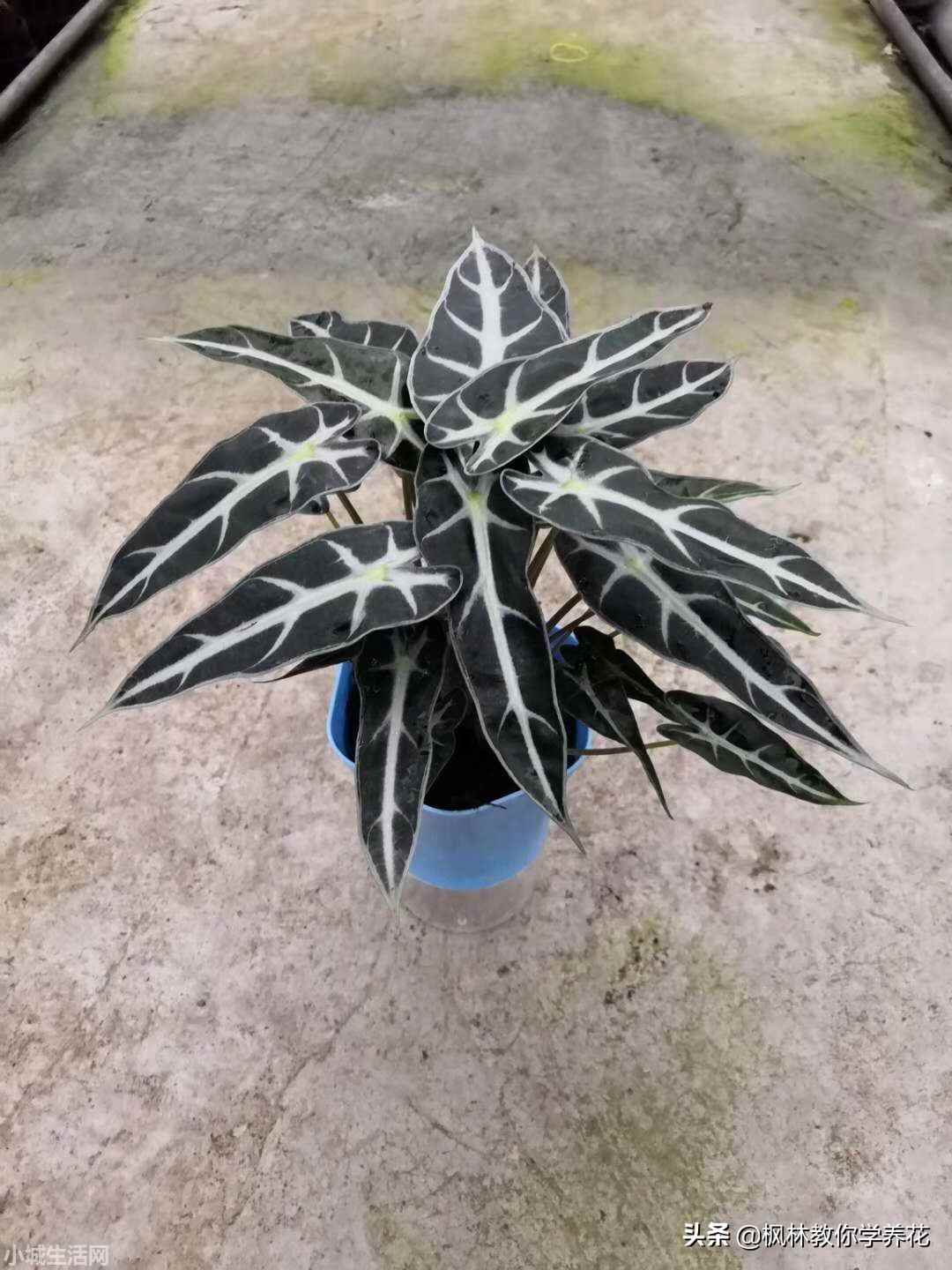 小仙女绿植怎么养忌讳什么