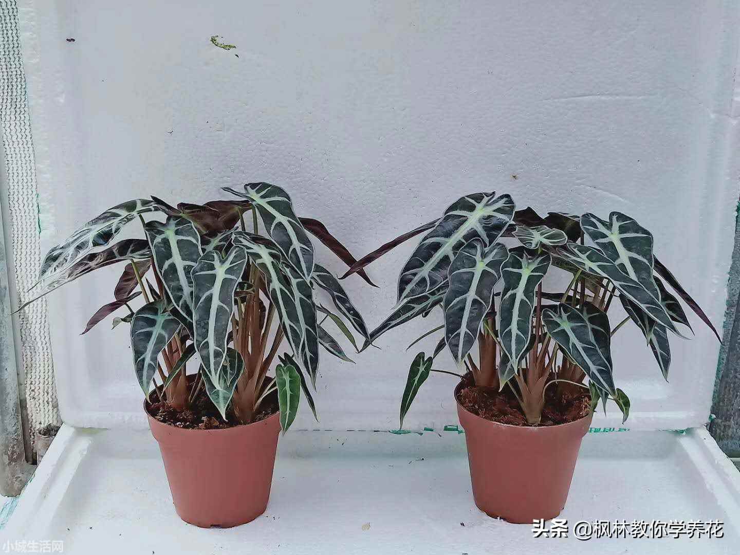 小仙女绿植怎么养忌讳什么