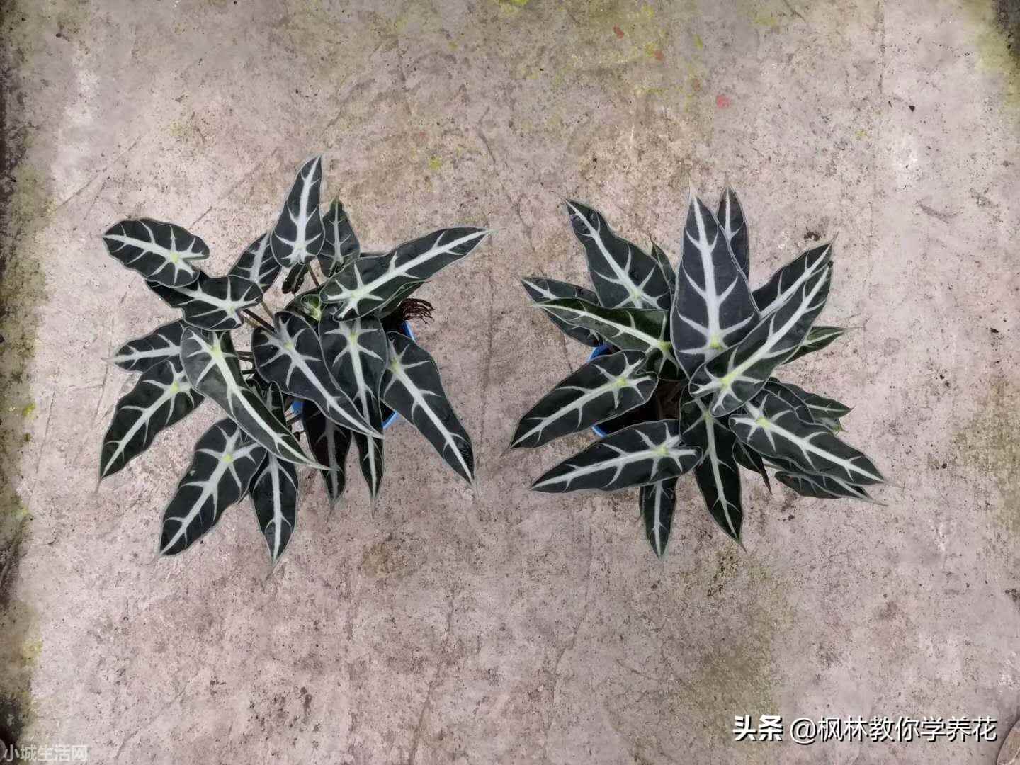 小仙女绿植怎么养忌讳什么
