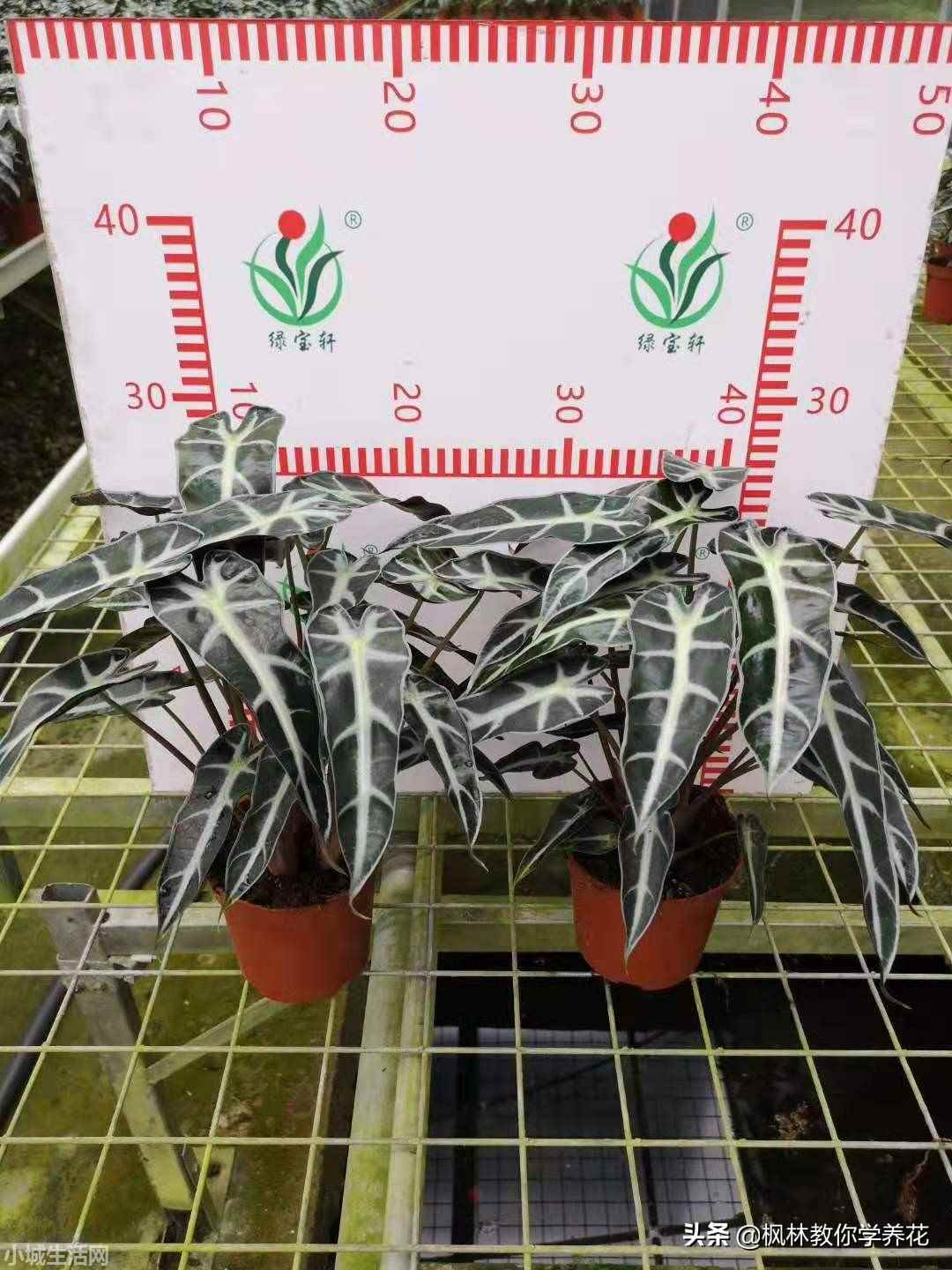 小仙女绿植怎么养忌讳什么