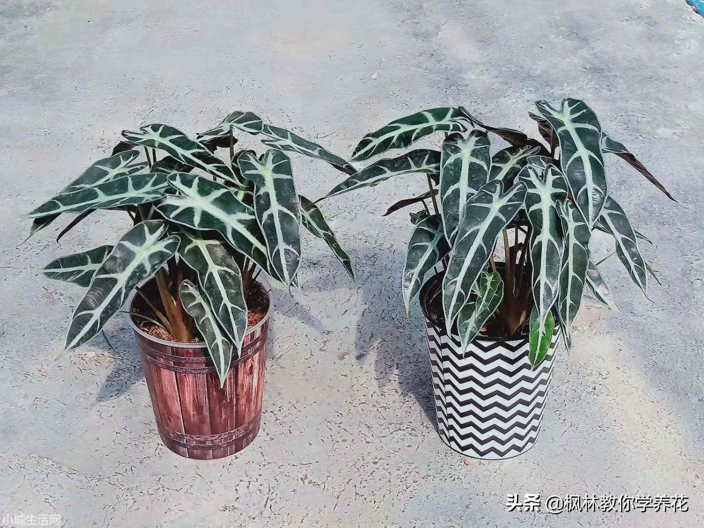 小仙女绿植怎么养忌讳什么