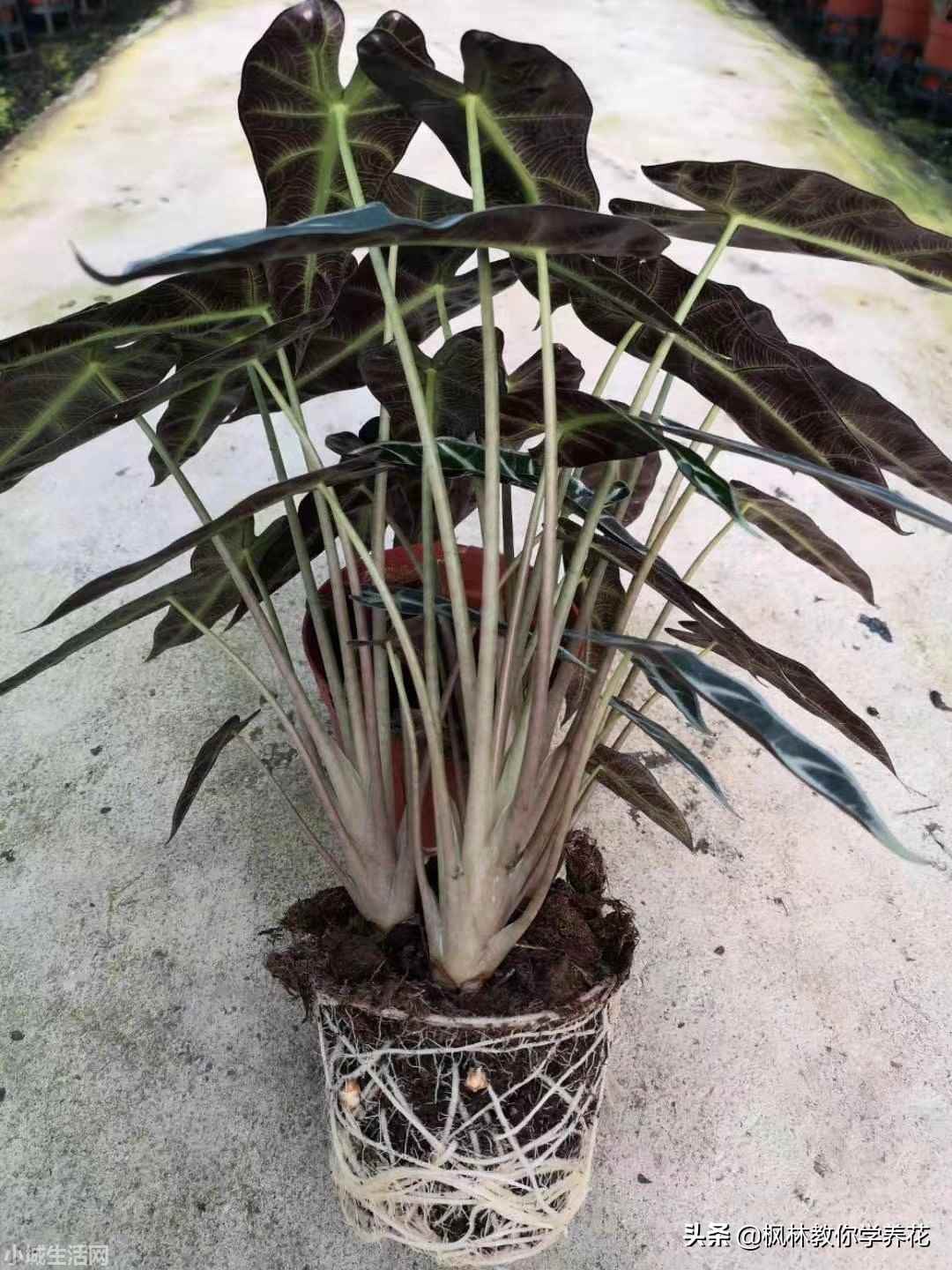 小仙女绿植怎么养忌讳什么
