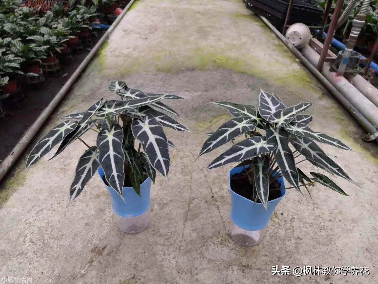 小仙女绿植怎么养忌讳什么