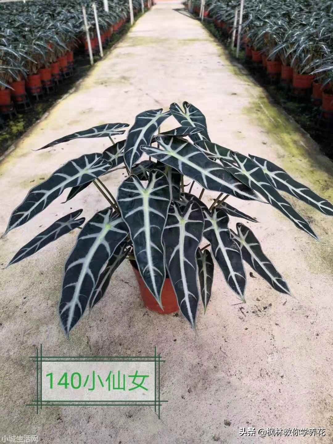 小仙女绿植怎么养忌讳什么