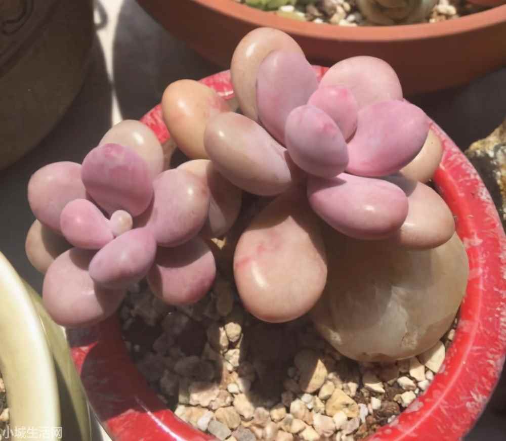 ?桃蛋叶插出根后怎么养新手必看