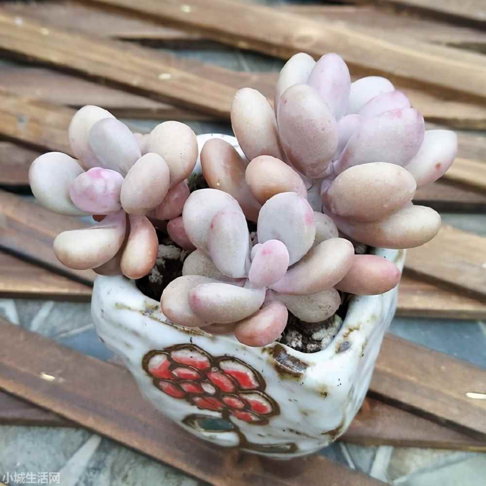 ?桃蛋叶插出根后怎么养新手必看