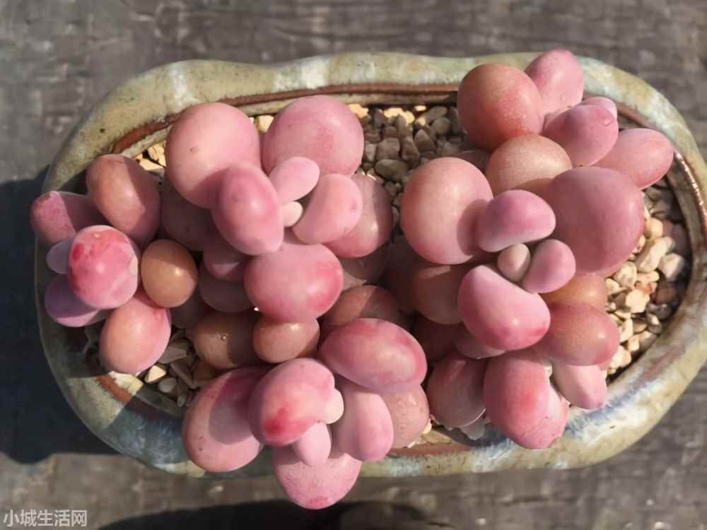 ?桃蛋叶插出根后怎么养新手必看