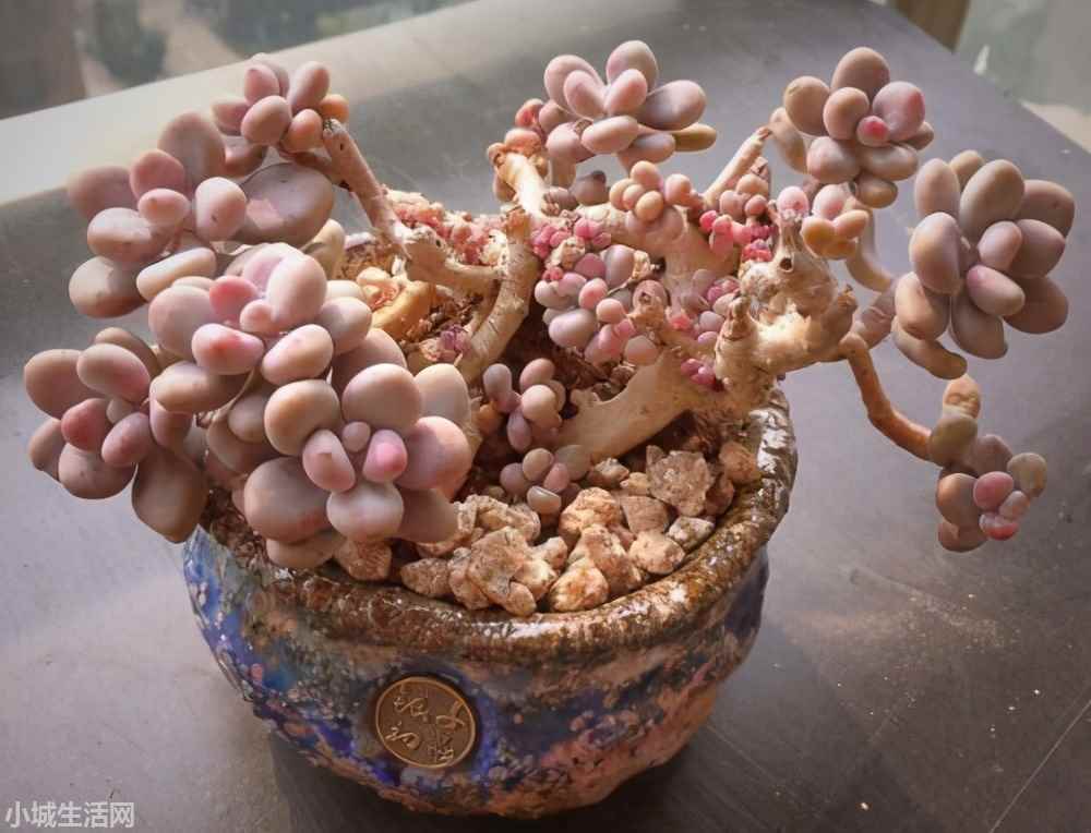 ?桃蛋叶插出根后怎么养新手必看