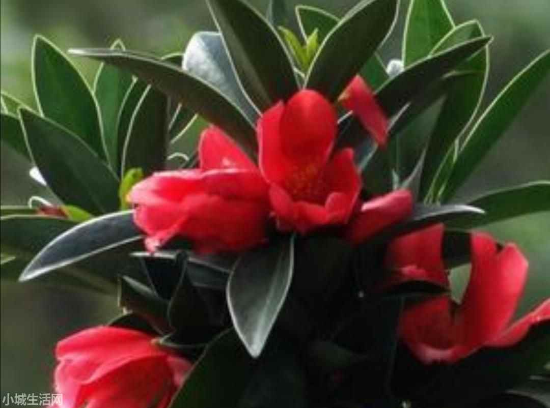 四季山茶花怎么养不容易死