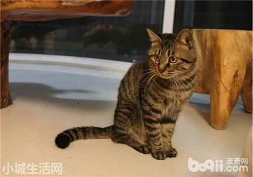 ?中华田园小猫怎么养正确方法