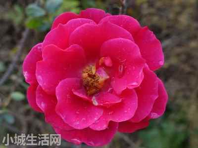 盆栽月季冬天怎么养忌讳什么