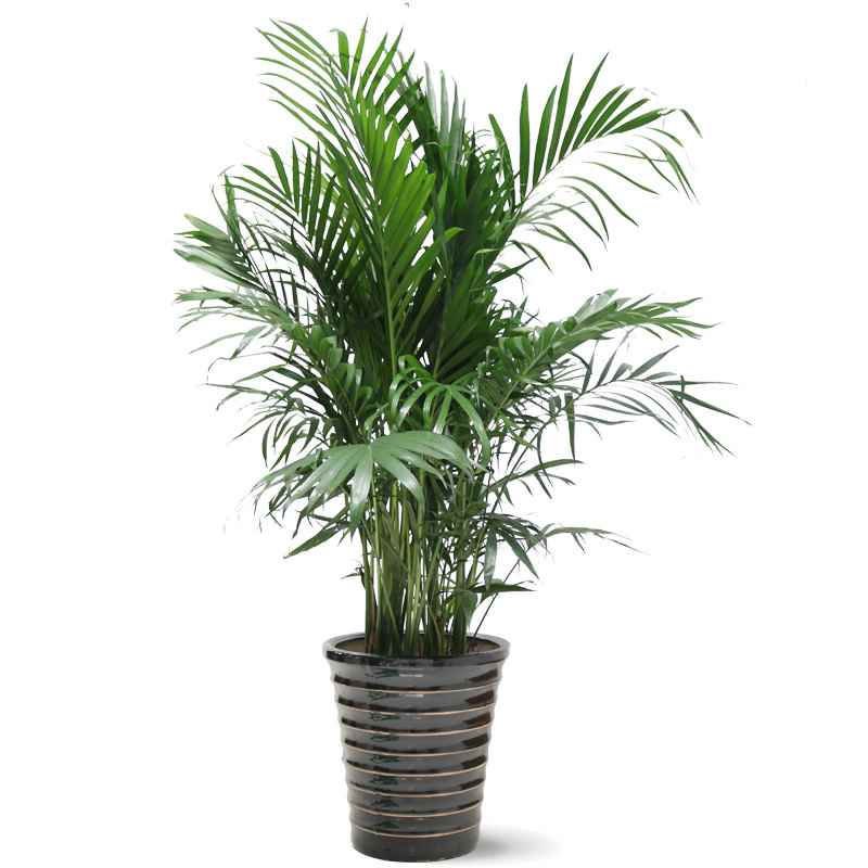孔雀尾植物怎么养小技巧