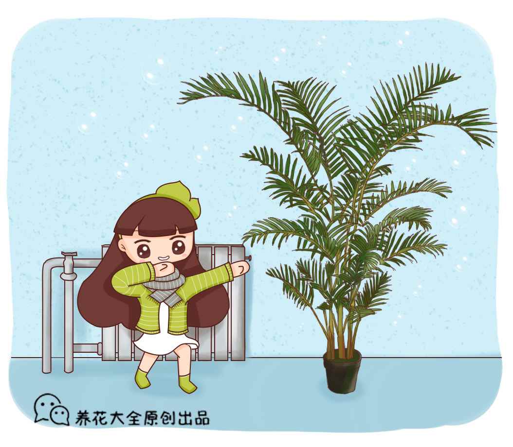 孔雀尾植物怎么养小技巧
