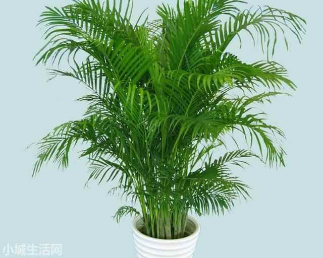 孔雀尾植物怎么养小技巧