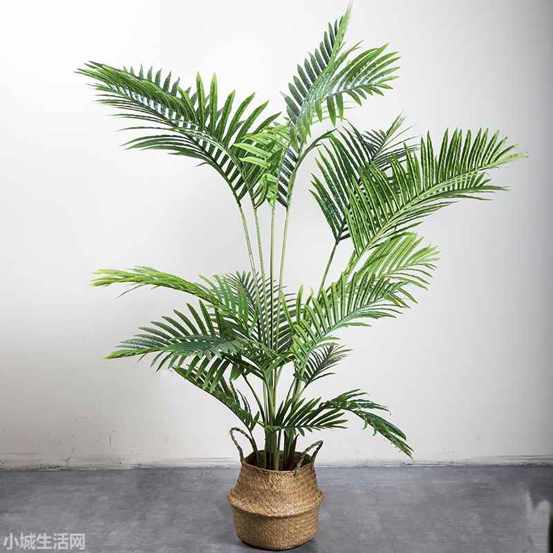 孔雀尾植物怎么养小技巧